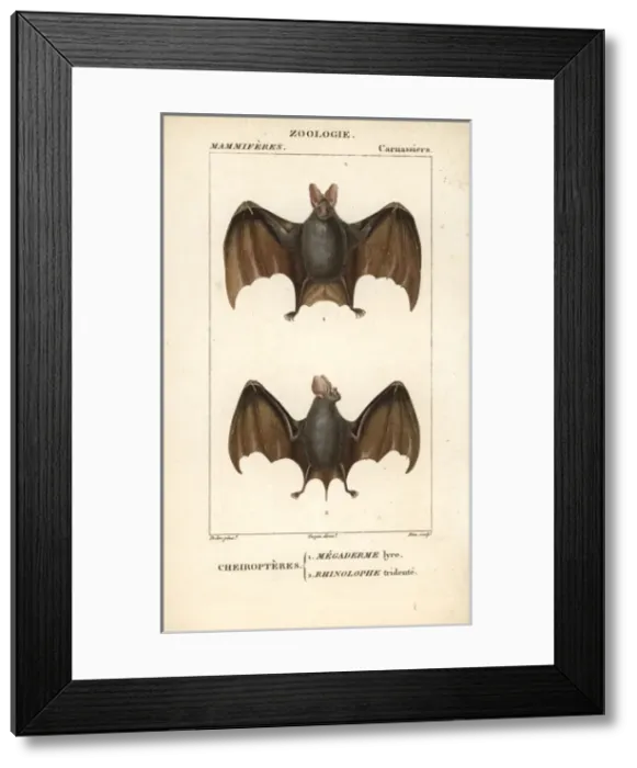 Framed Print : Greater false vampire bat, Megaderma lyra Framed Print : Greater false vampire bat, Megaderma lyra