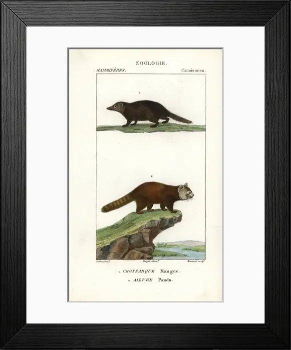 Framed Print : Kusimanse, Crossarchus obscurus, and red panda Framed Print : Kusimanse, Crossarchus obscurus, and red panda
