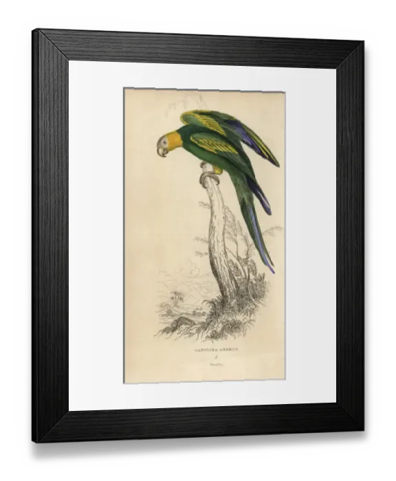 Framed Print : Carolina parakeet, Conuropsis carolinensis Framed Print : Carolina parakeet, Conuropsis carolinensis