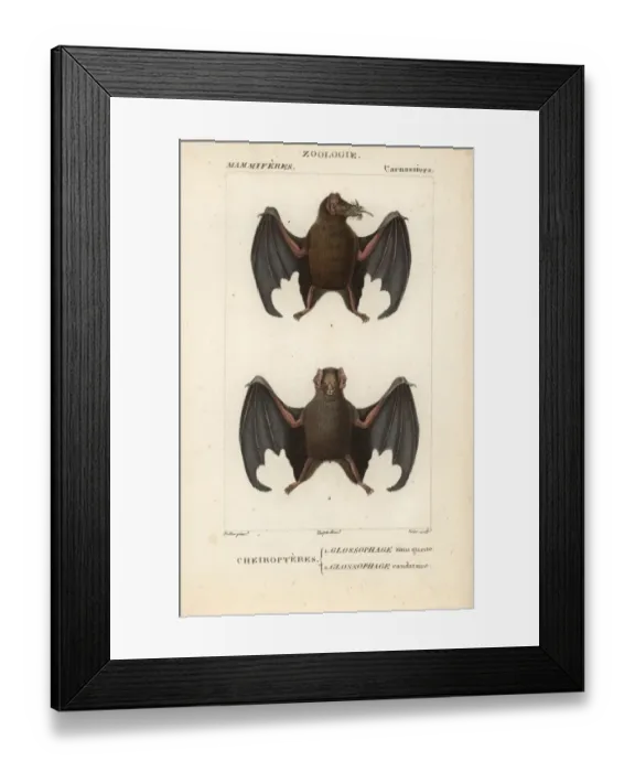 Framed Print : Tailed tailless bat, Anoura caudifer, and lesser Framed Print : Tailed tailless bat, Anoura caudifer, and lesser