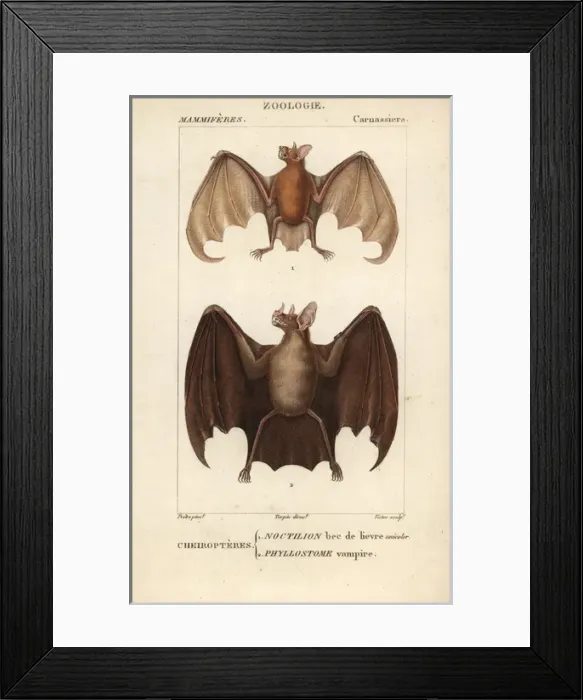 Framed Print : Greater bulldog bat, Noctilio leporinus Framed Print : Greater bulldog bat, Noctilio leporinus