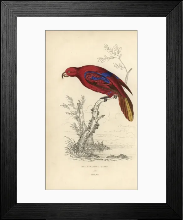 Framed Print : Red lory, Eos rubra Framed Print : Red lory, Eos rubra