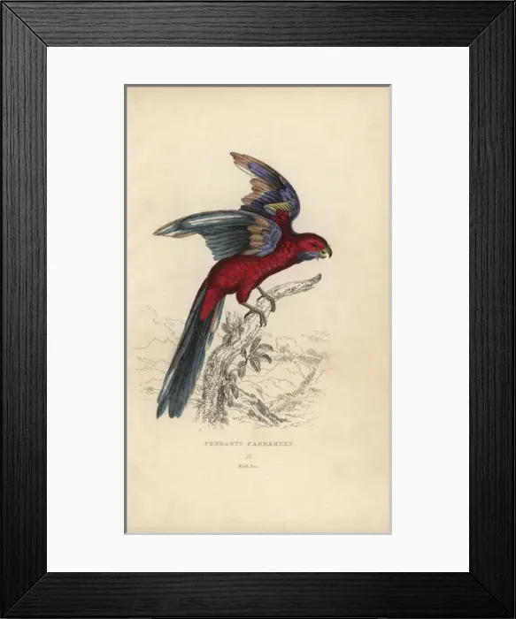 Framed Print : Crimson rosella, Platycercus elegans Framed Print : Crimson rosella, Platycercus elegans