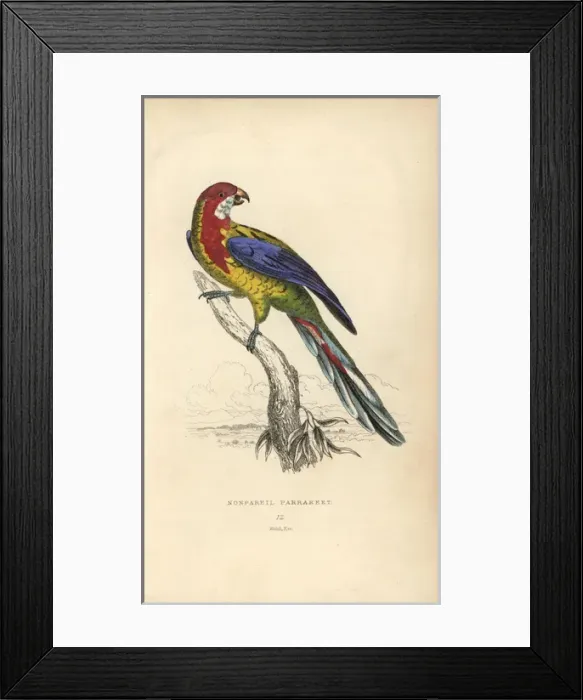 Framed Print : Eastern rosella, Platycercus exemius
