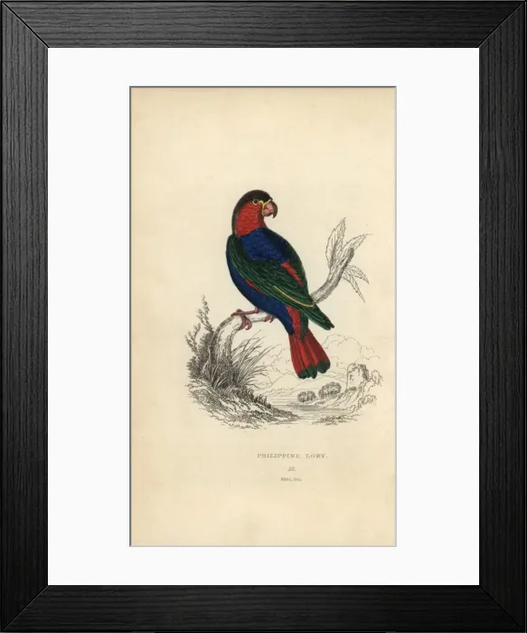 Framed Print : Black capped lory, Lorius lory Framed Print : Black capped lory, Lorius lory