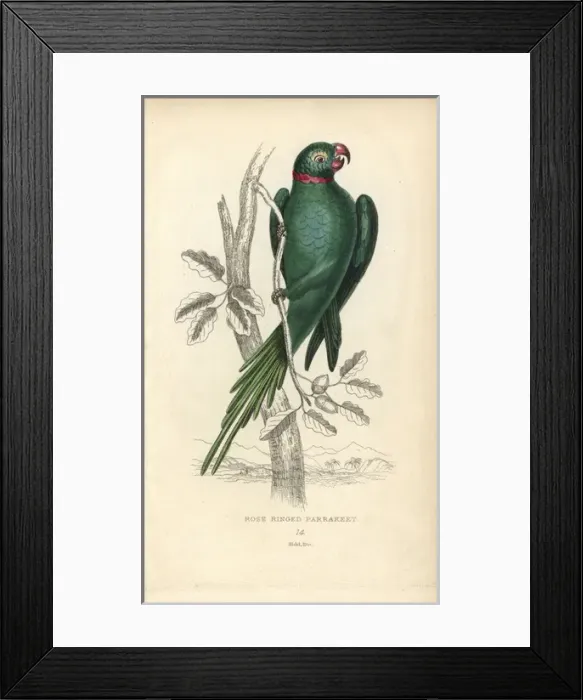 Framed Print : Rose-ringed parakeet, Psittacula torquatus Framed Print : Rose-ringed parakeet, Psittacula torquatus