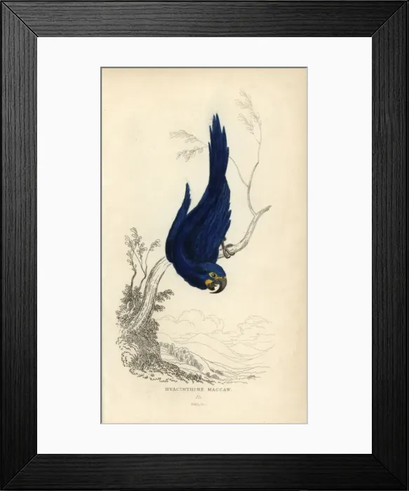 Framed Print : Hyacinth macaw, Anodorhynchus hyacinthinus Endangered Framed Print : Hyacinth macaw, Anodorhynchus hyacinthinus Endangered