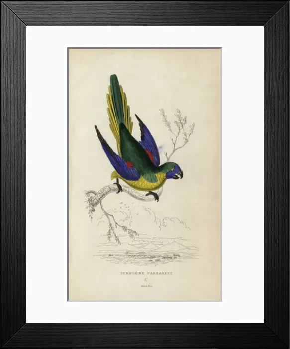 Framed Print : Turquoise parrot, Neophema pulchella Framed Print : Turquoise parrot, Neophema pulchella