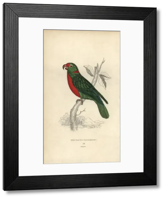 Framed Print : Red-naped parrakeet, Psittacus nuchalis Framed Print : Red-naped parrakeet, Psittacus nuchalis