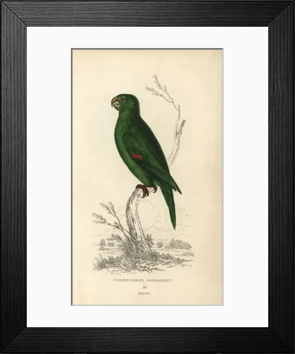 Framed Print : Golden green parakeet, Psittacus swainsonii Framed Print : Golden green parakeet, Psittacus swainsonii