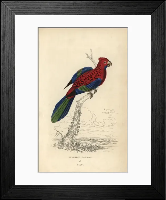 Framed Print : Crimson rosella, Platycerus elegans Framed Print : Crimson rosella, Platycerus elegans