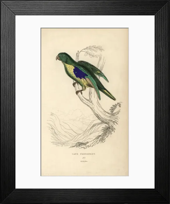 Framed Print : Cape parakeet, Psittacus capensis Framed Print : Cape parakeet, Psittacus capensis