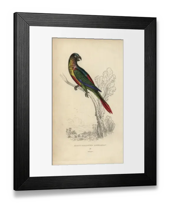 Framed Print : Scaly-breasted lorikeet, Trichoglossus chlorolepidotus Framed Print : Scaly-breasted lorikeet, Trichoglossus chlorolepidotus