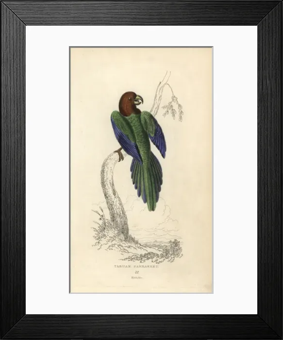 Framed Print : Red shining parrot, Prosopeia tabuensis Framed Print : Red shining parrot, Prosopeia tabuensis