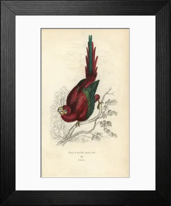 Framed Print : Scarlet macaw, Ara macao Framed Print : Scarlet macaw, Ara macao