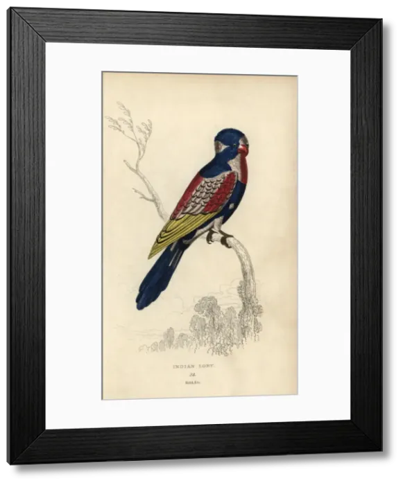 Framed Print : Indian lory, Psittacus coccineus Possibly