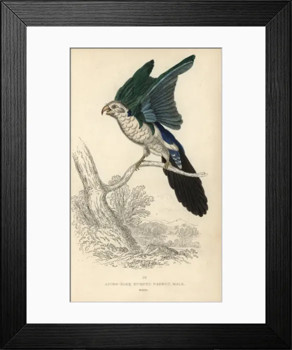 Framed Print : Blue backed parrot, Tanygnathus sumatranus Framed Print : Blue backed parrot, Tanygnathus sumatranus