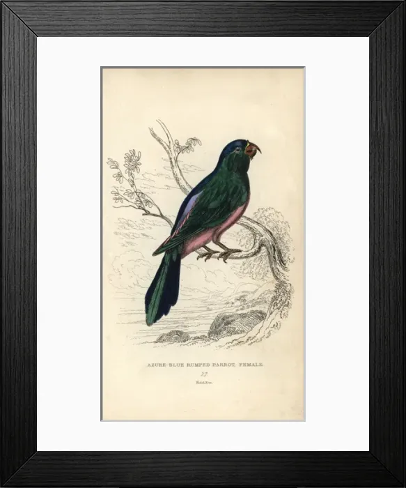 Framed Print : Blue backed parrot, Tanygnathus sumatranus Framed Print : Blue backed parrot, Tanygnathus sumatranus