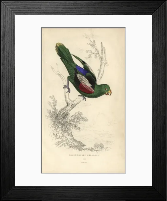 Framed Print : Red-winged parrot, Aprosmictus erythropterus Framed Print : Red-winged parrot, Aprosmictus erythropterus