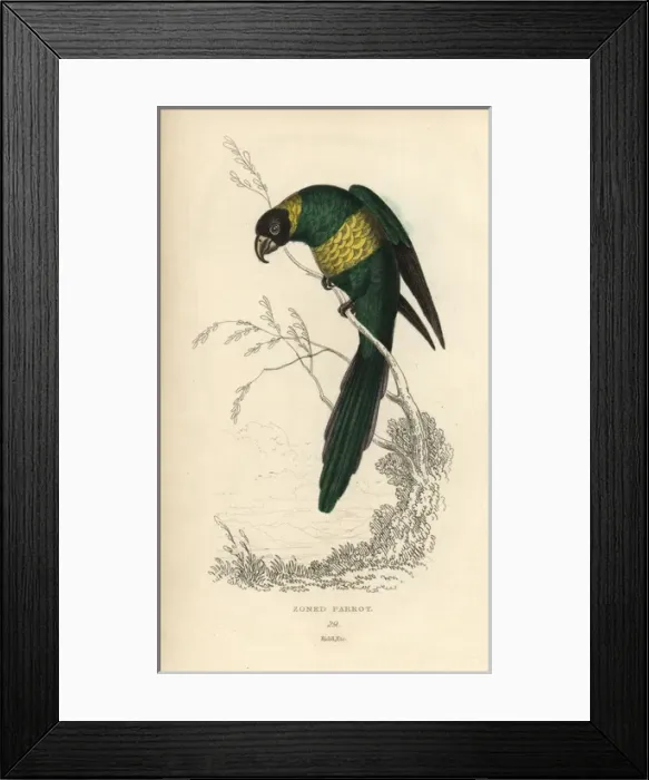 Framed Print : Port Lincoln ringneck, Barnadius zonarius Framed Print : Port Lincoln ringneck, Barnadius zonarius