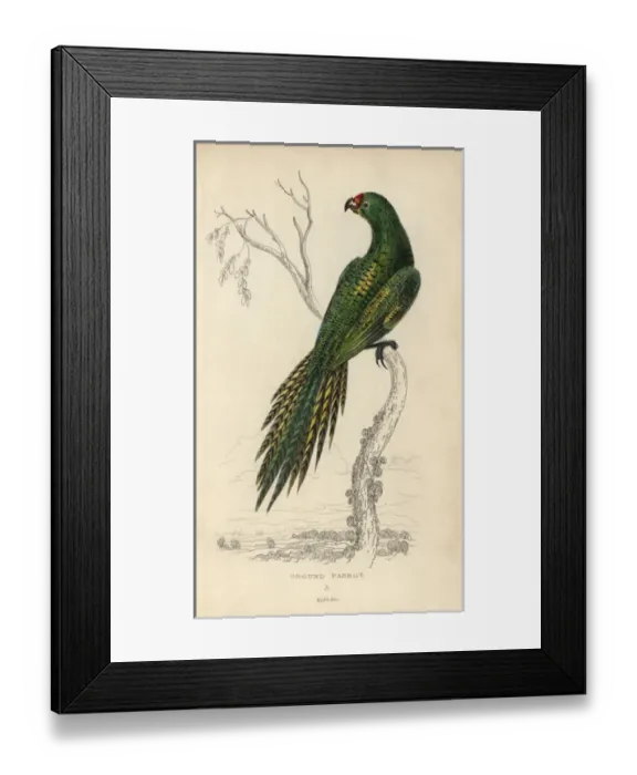 Framed Print : Ground parrot, Pezoporus wallicus Framed Print : Ground parrot, Pezoporus wallicus