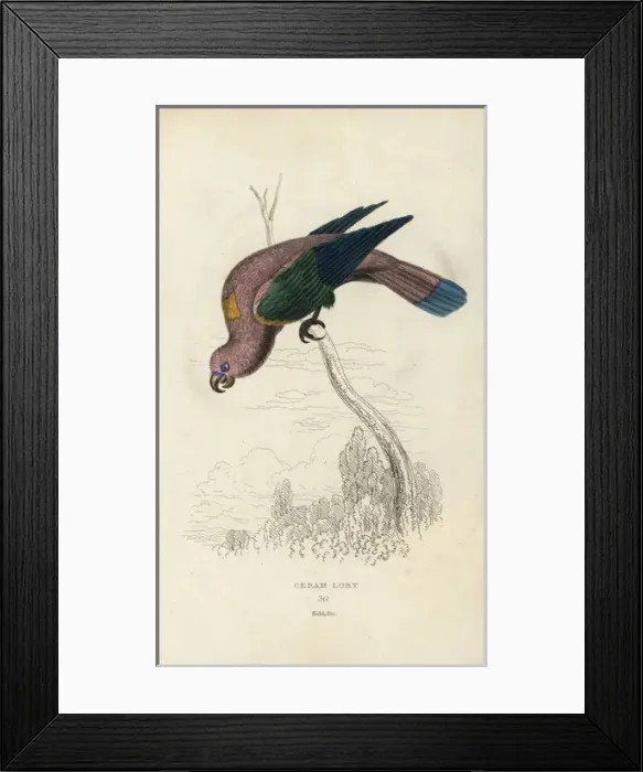 Framed Print : Chattering lory, Lorius garrulus Framed Print : Chattering lory, Lorius garrulus