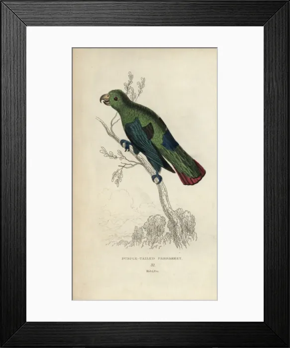 Framed Print : Sapphire-rumped parrotlet, Touit purpurata Framed Print : Sapphire-rumped parrotlet, Touit purpurata