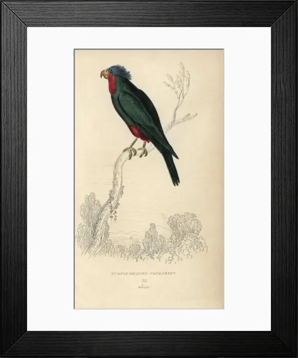 Framed Print : Blue crowned lorikeet, Vini australis Framed Print : Blue crowned lorikeet, Vini australis