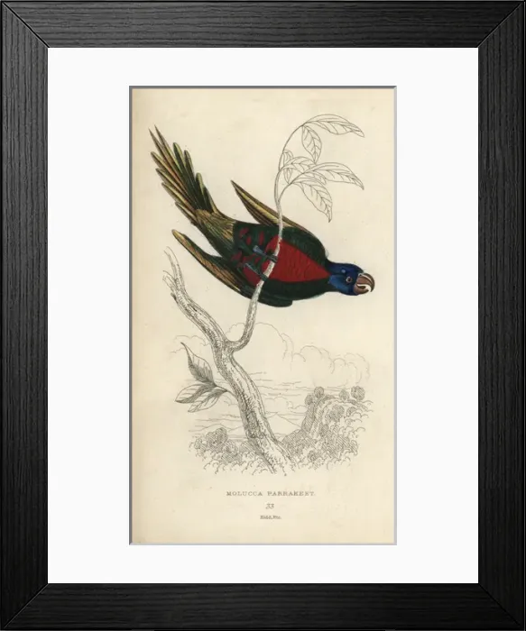Framed Print : Rainbow lorikeet, Trichoglossus haematodus Framed Print : Rainbow lorikeet, Trichoglossus haematodus