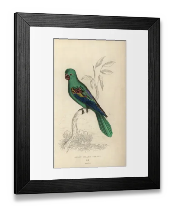 Framed Print : Great-billed parrot, Tanygnathus megalorynchos Framed Print : Great-billed parrot, Tanygnathus megalorynchos