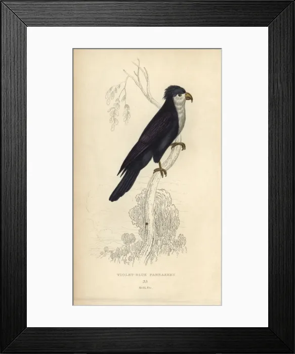 Framed Print : Violet lorikeet, Vini peruviana Vulnerable Framed Print : Violet lorikeet, Vini peruviana Vulnerable