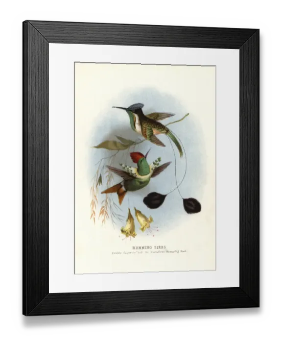 Framed Print : Dot-eared coquette, Lophornis gouldii Framed Print : Dot-eared coquette, Lophornis gouldii