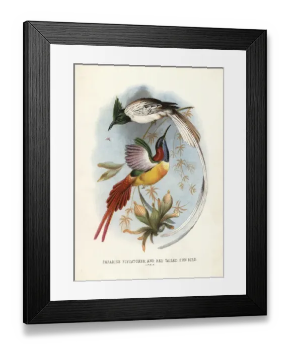 Framed Print : Asian paradise-flycatcher, Terpsiphone paradisi Framed Print : Asian paradise-flycatcher, Terpsiphone paradisi