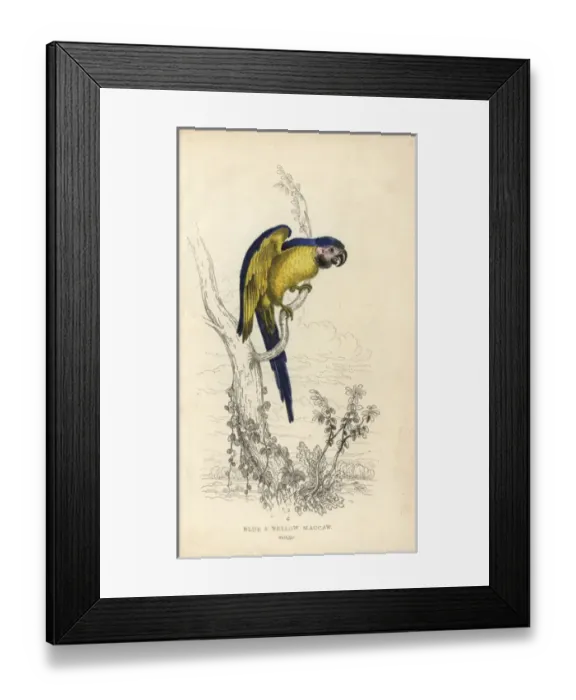 Framed Print : Blue and yellow macaw, Ara ararauna Framed Print : Blue and yellow macaw, Ara ararauna
