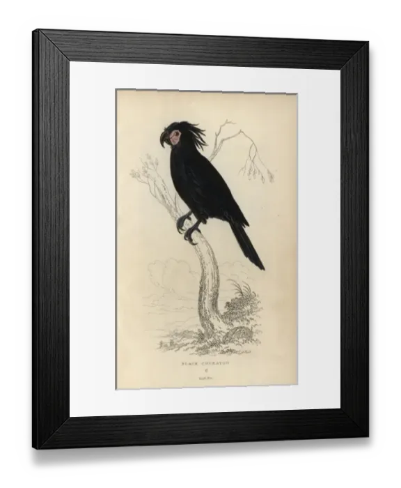 Framed Print : Palm cockatoo, Probosciger aterrimus Framed Print : Palm cockatoo, Probosciger aterrimus