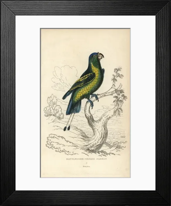 Framed Print : Blue-crowned racquet tail, Prioniturus discurus Framed Print : Blue-crowned racquet tail, Prioniturus discurus