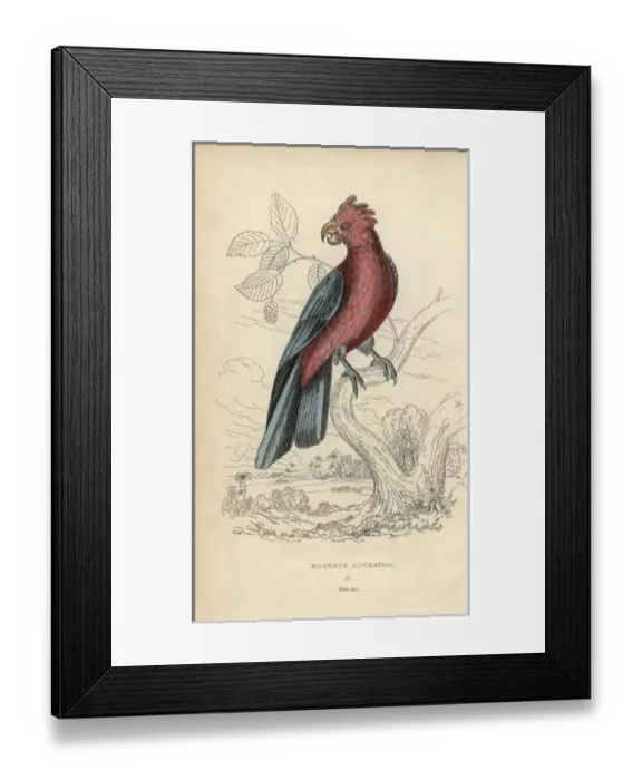 Framed Print : Galah, Eolophus roseicapilla Framed Print : Galah, Eolophus roseicapilla