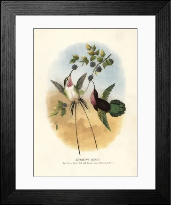 Framed Print : VALUE. Peruvian sheartail, Thaumastura cora, and Purple-throated carib Framed Print : VALUE. Peruvian sheartail, Thaumastura cora, and Purple-throated carib