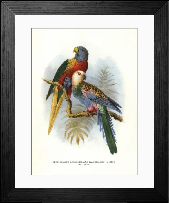 Framed Print : Rainbow lorikeet, Trichoglossus moluccanus Framed Print : Rainbow lorikeet, Trichoglossus moluccanus