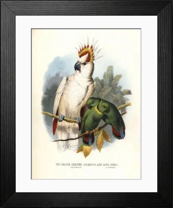 Framed Print : Mitchells cockatoo, Lophochroa leadbeateri Framed Print : Mitchells cockatoo, Lophochroa leadbeateri