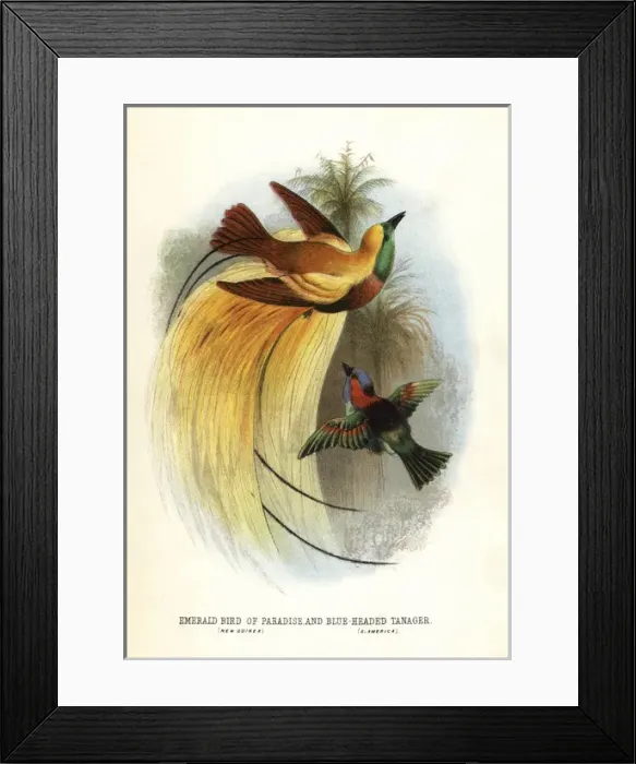 Framed Print : Lesser bird-of-paradise, Paradisaea minor Framed Print : Lesser bird-of-paradise, Paradisaea minor