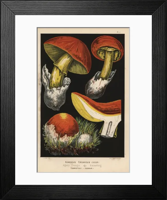 Framed Print : Caesars mushroom, Amanita caesarea, Agaricus Framed Print : Caesars mushroom, Amanita caesarea, Agaricus
