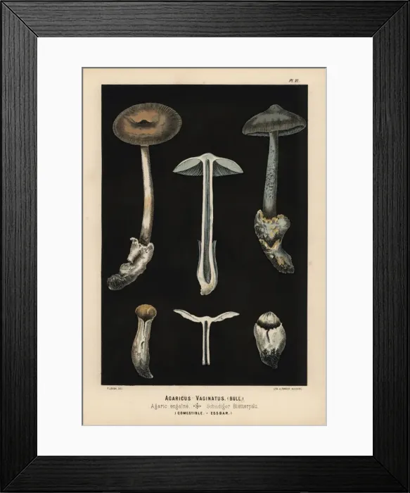 Framed Print : Grisette, Amanita vaginata, Agaricus vaginatus, edible Framed Print : Grisette, Amanita vaginata, Agaricus vaginatus, edible
