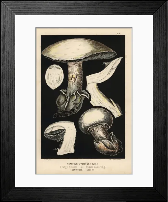 Framed Print : European white egg mushroom, Amanita ovoidea Framed Print : European white egg mushroom, Amanita ovoidea