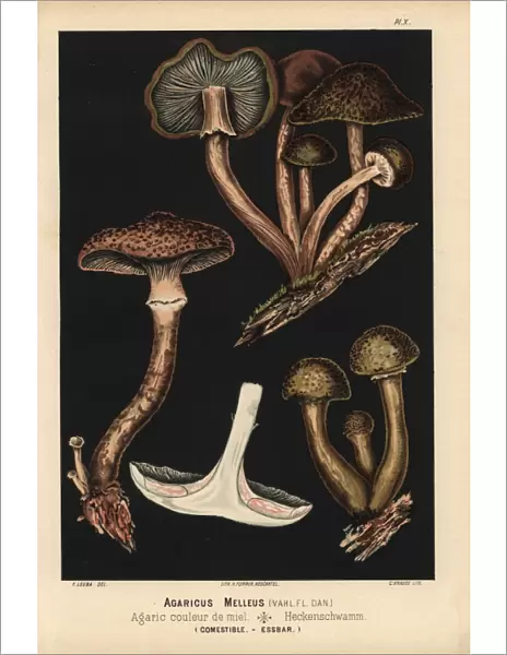 Honey mushroom, Armillaria mellea, Agaricus melleus, edible