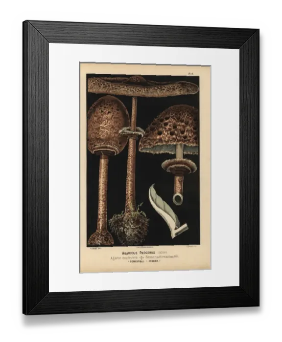 Framed Print : Pasture or parasol mushroom, Agaricus procerus, edible Framed Print : Pasture or parasol mushroom, Agaricus procerus, edible