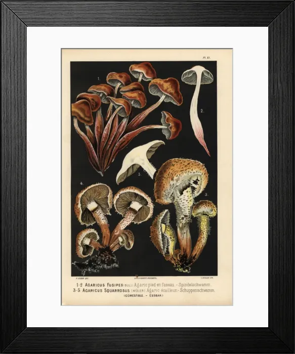 Framed Print : Spindleshank fungus, Gymopus fusipes, and Shaggy Framed Print : Spindleshank fungus, Gymopus fusipes, and Shaggy