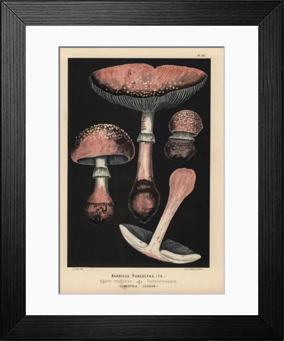 Framed Print : Agaricus rubescens, Amanita rubescens, edible Framed Print : Agaricus rubescens, Amanita rubescens, edible