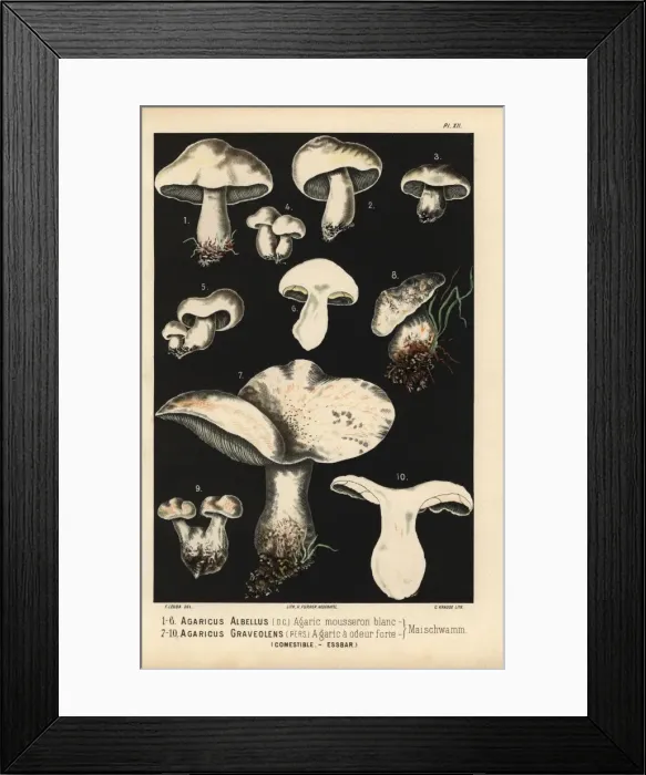 Framed Print : St Georges mushroom, Calocybe gambosa, Agaricus albellus Framed Print : St Georges mushroom, Calocybe gambosa, Agaricus albellus