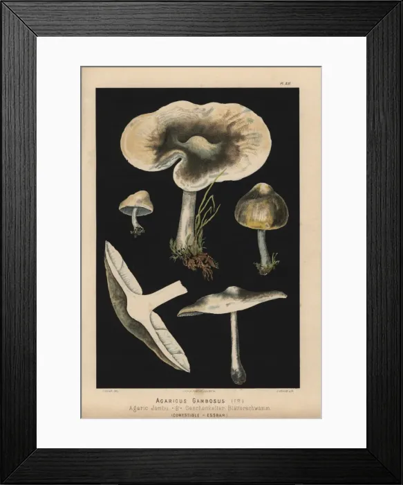 Framed Print : St Georges mushroom, Calocybe gambosa, Agaricus gambosus Framed Print : St Georges mushroom, Calocybe gambosa, Agaricus gambosus